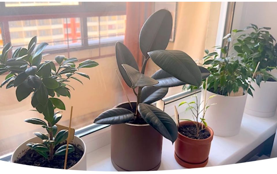 Неприхотливые комнатные растения: ваш идеальный выбор для дома