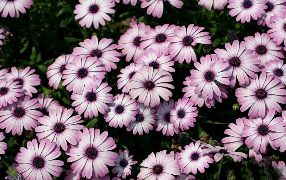 ��������� ������ �� ����� ������: ���������� �������� ��� ������ ����