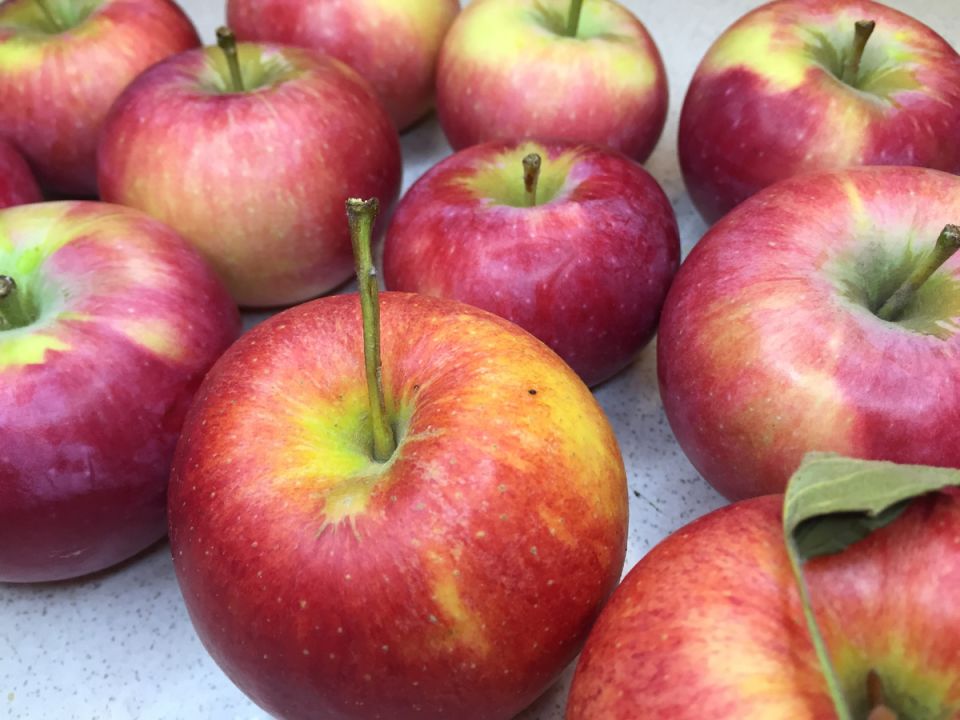 Изменения в яблочных садах: почему плоды стали хуже храниться?