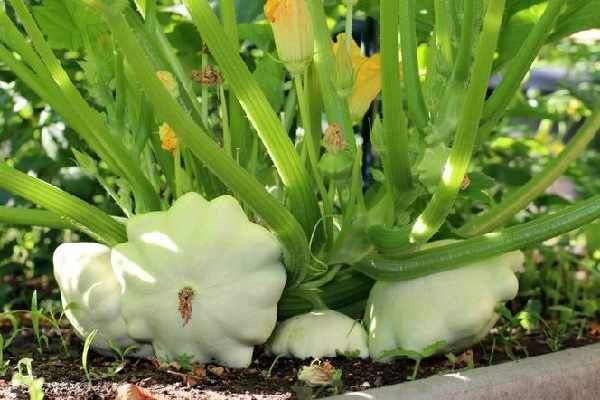 Патиссон Пятачок: как вырастить лакомство на вашем огороде