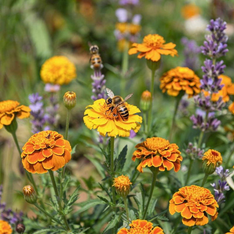 ��� �� �������: ������� ������� ��� ���� � �������� ������