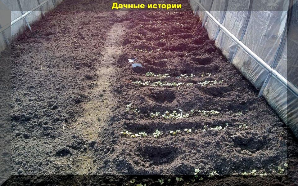 Первые шаги к урожаю: что можно посеять в теплице в марте 2026 года