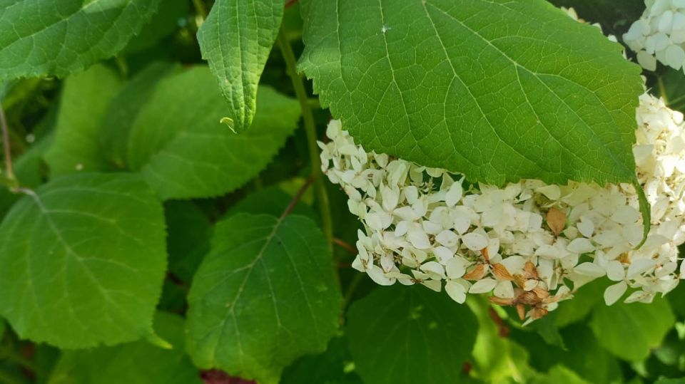 Как кислотность почвы влияет на цветение гортензий: проверенные рекомендации