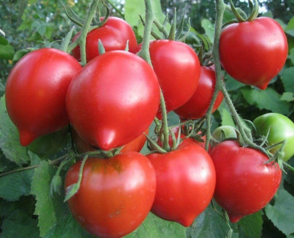 Томат Юбилейный Тарасенко: любимец садоводов вот уже 30 лет