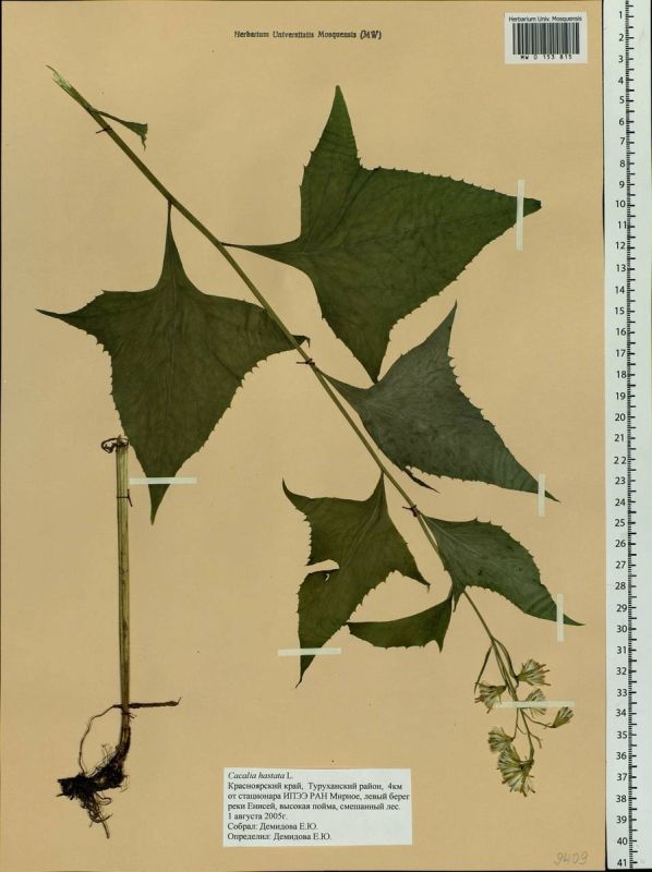 �������: ���������� �������� � ����������� ����������