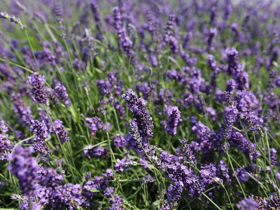 ����������� �������� �������� ��� ������� ����