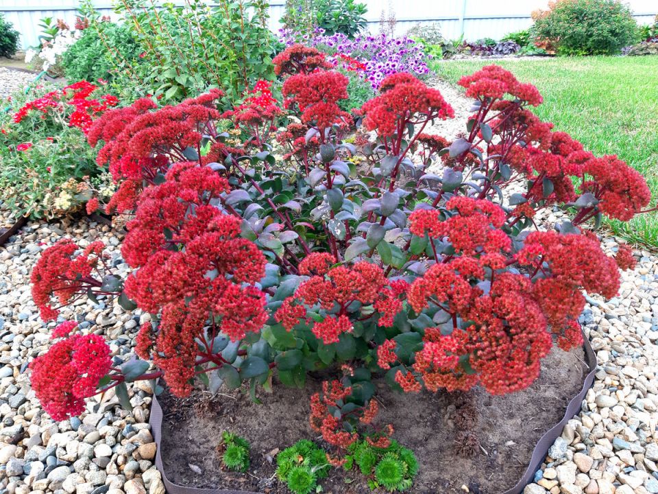 ��������� ��������: ��������, ������� �� ������� ����� � ����� ����