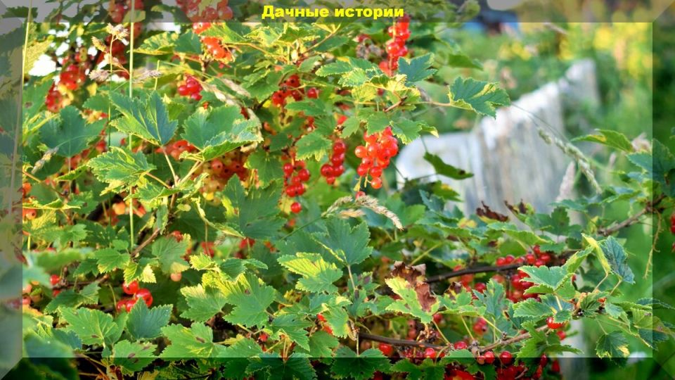 ��� ����� ���������� ���������: ������ ������ ��� ��������� ������������