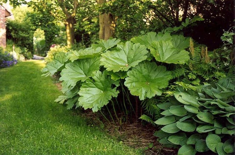 Природный талант вашего сада: дармера щитовидная как идеальное украшение