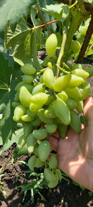 ��� ��������� ������ ������ ��������� ���� � �������� ���������������� �������