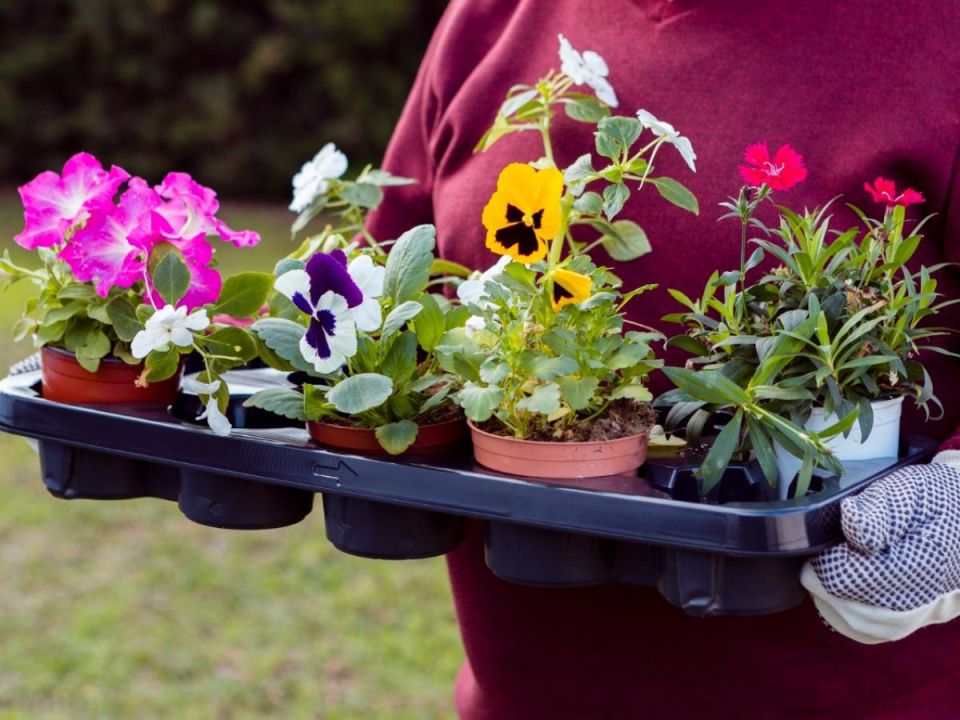 �����, ������� �� ������ ����: ��������� �������� ��� ������� ���������