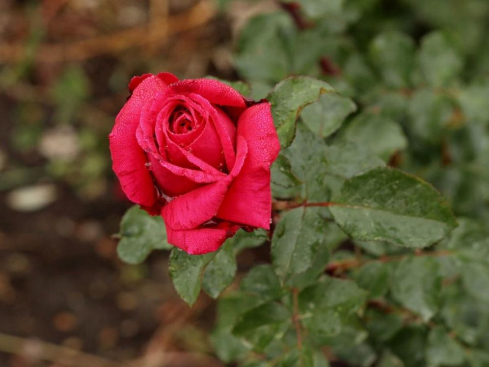 ��� ��������� �������� ���������� ��������� ����: ����������� ������� ���������