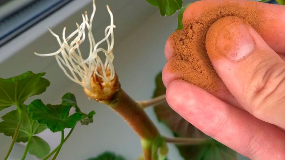 ���������� ������: ������� � �������� ����� � ������� ��������