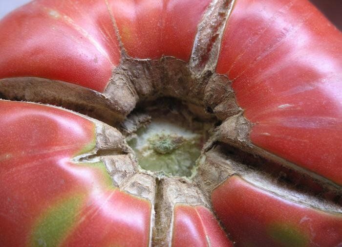 Почему растрескиваются помидоры и как этого избежать