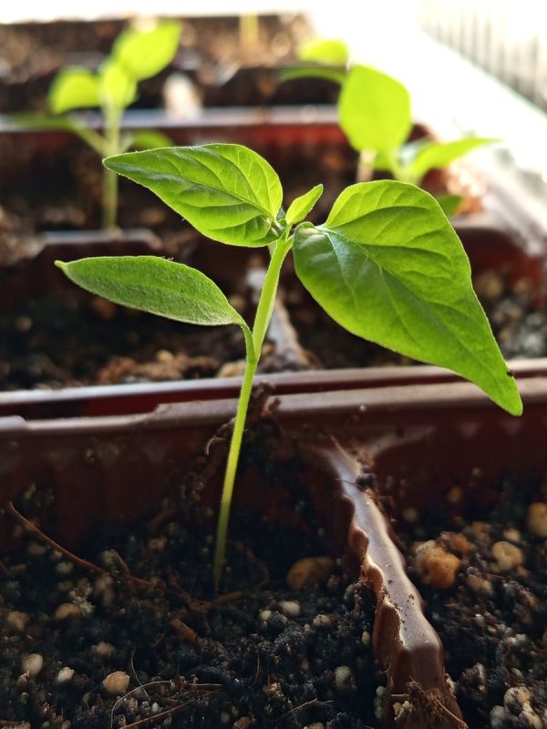 ������� ���������� �����������: ��� ��� � ���� ������� ����� �������