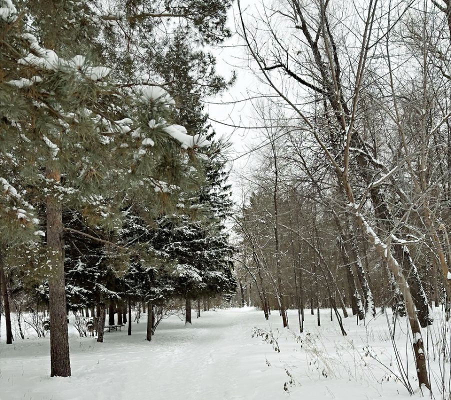 Зимняя прогулка в лес: забытые удовольствия и секреты здоровья