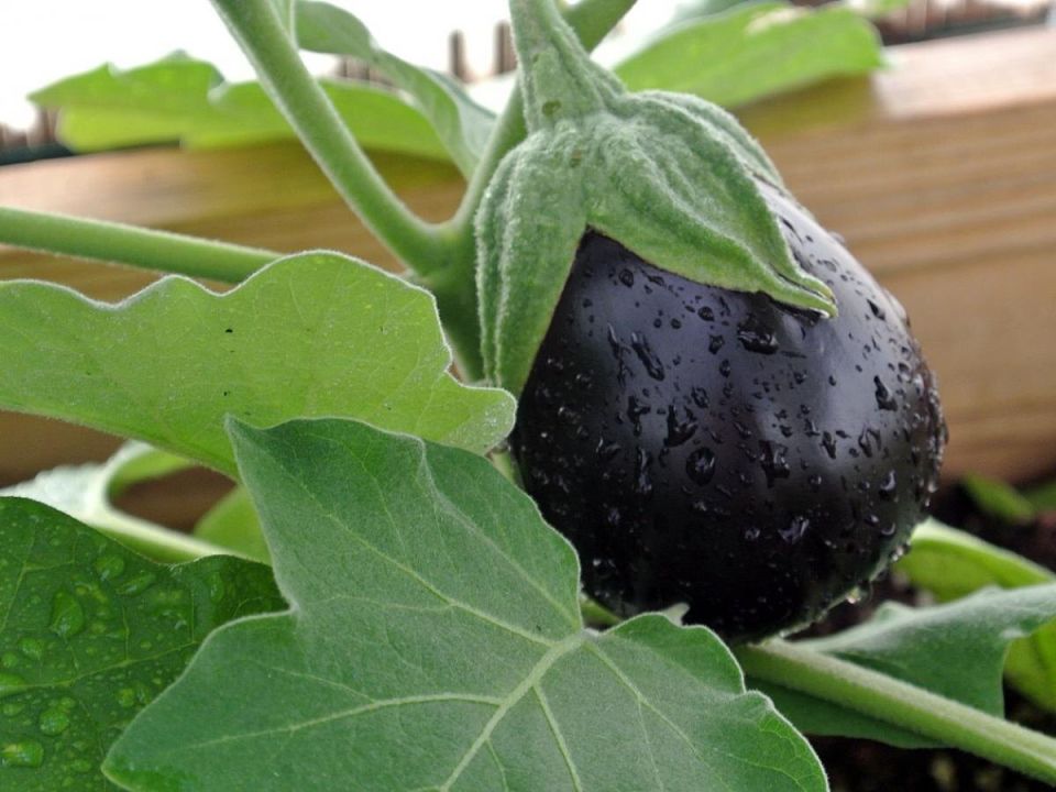 ������� �������� ������ ����������: ��� ������ �����������