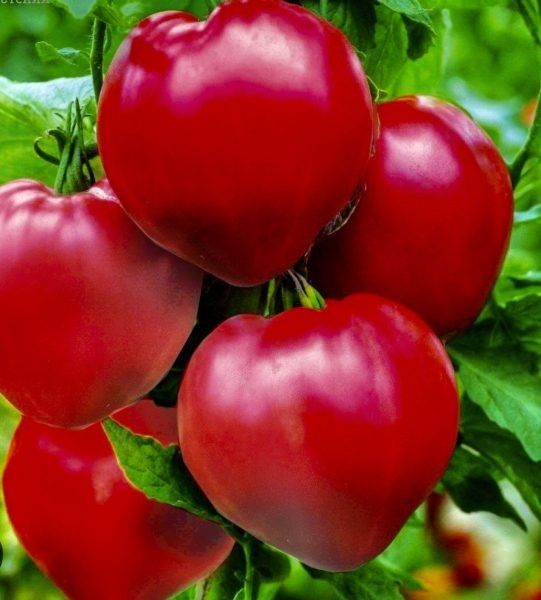 ����� ��������� ������: ��������� ��������� ����� � ����� ��� ������ ����