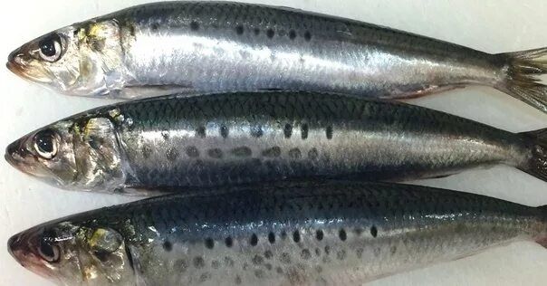 �������: ����������� � ��� �����