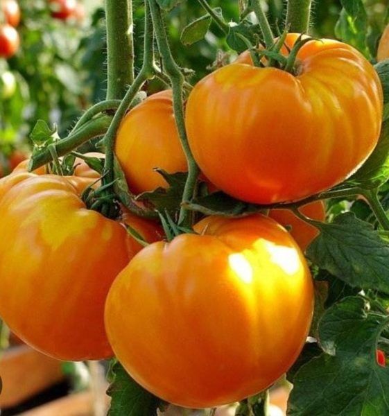 Оранж Биф: крупные мясистые плоды и универсальная устойчивость гибрида