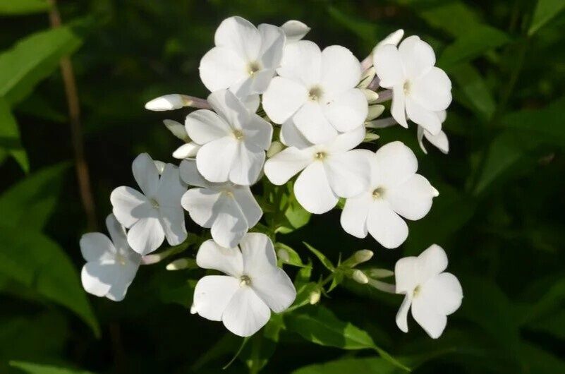 Как создать белую цветочную гармонию в саду: простая подборка растений