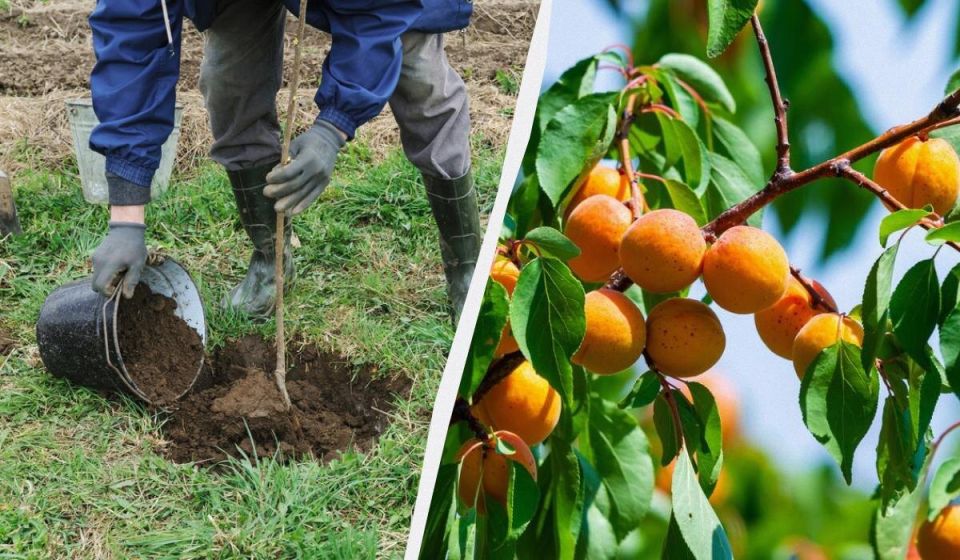 Спокойное объяснение подкормки плодов и ягод весной: как поддержать урожайные деревья