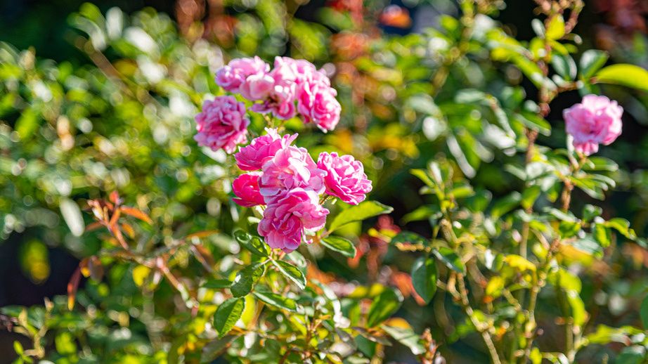 ���� ��� �����������a �����: ��������� ���������� � ������������ ������ ��� ��� � ����� ����