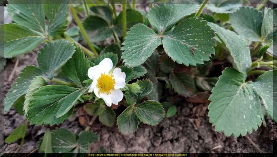 Заметки садовода: как поддержать растения осенью и отправить их в зиму без стресса