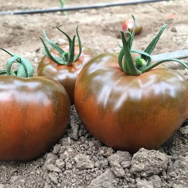 ����� �����: ��������� ���������� ����������� ���������� ������� ����������� �����