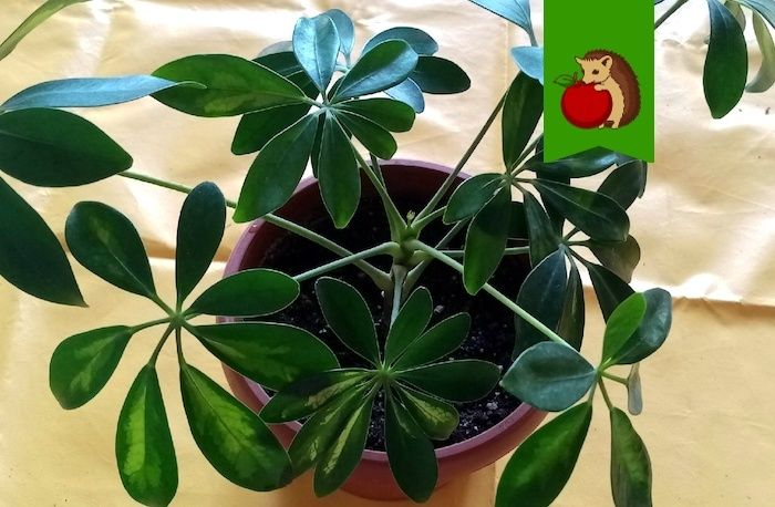 Когда шеффлера подсказывает простой уход: что действительно снижает риск потери пышности