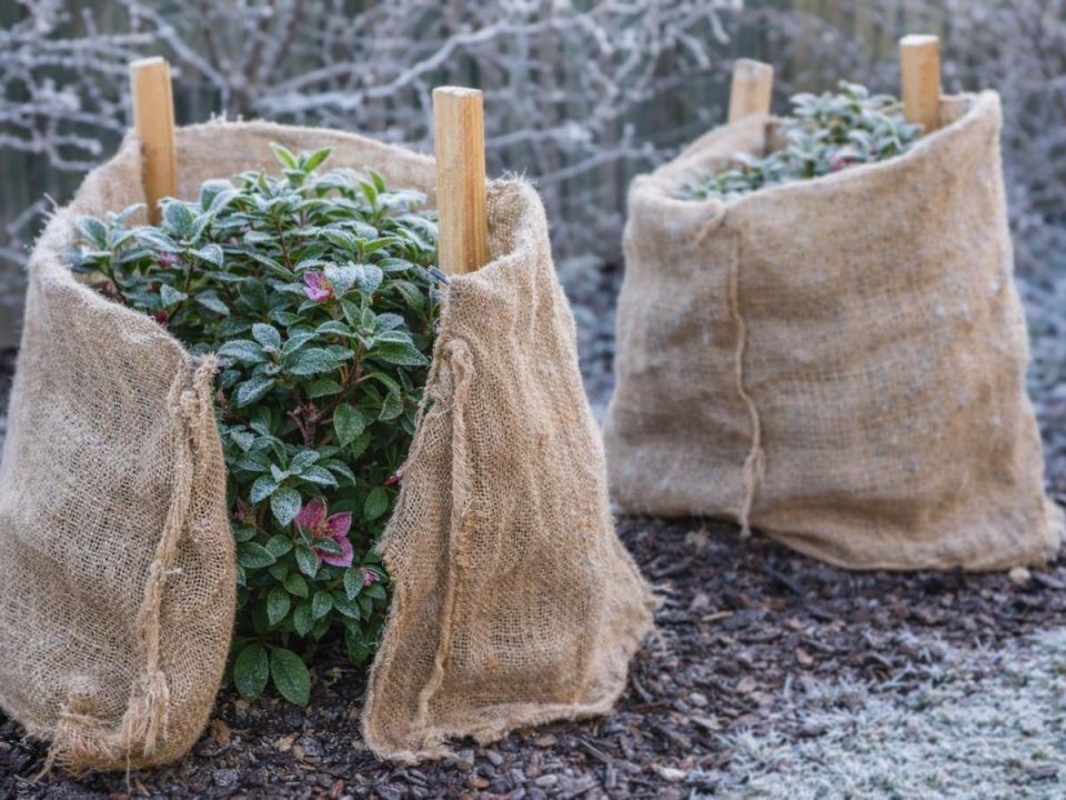 Ледяной ветер наносит больший вред эскаллонии, чем морозы