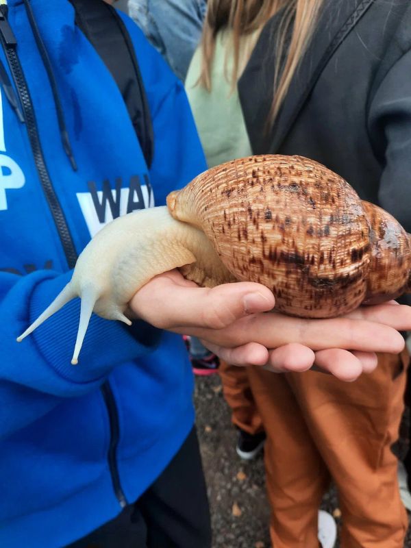    ,     ,    SolEcoSnails