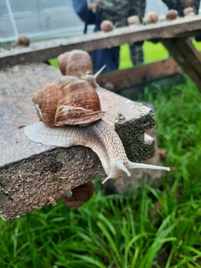    ,     ,    SolEcoSnails