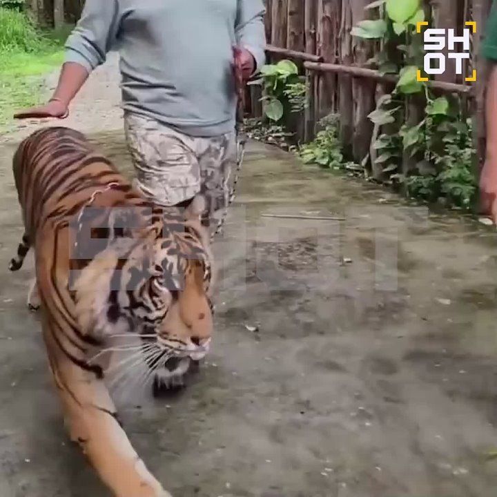      ,        Tiger Kingdom  SHOT