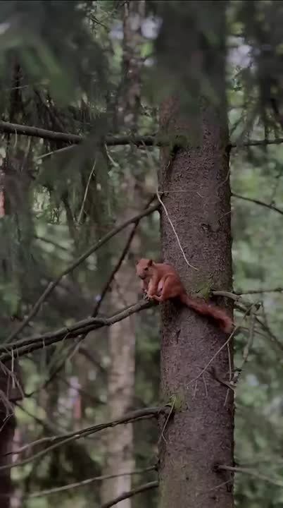  ,   , 