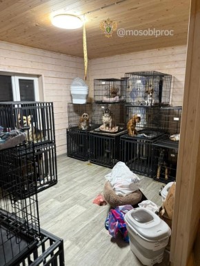     DogTown      ,       -  ,   .       -...