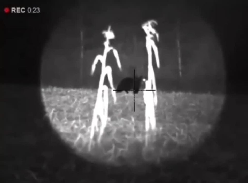 Косолапый террор в Подмосковье: медведи захватили регион?