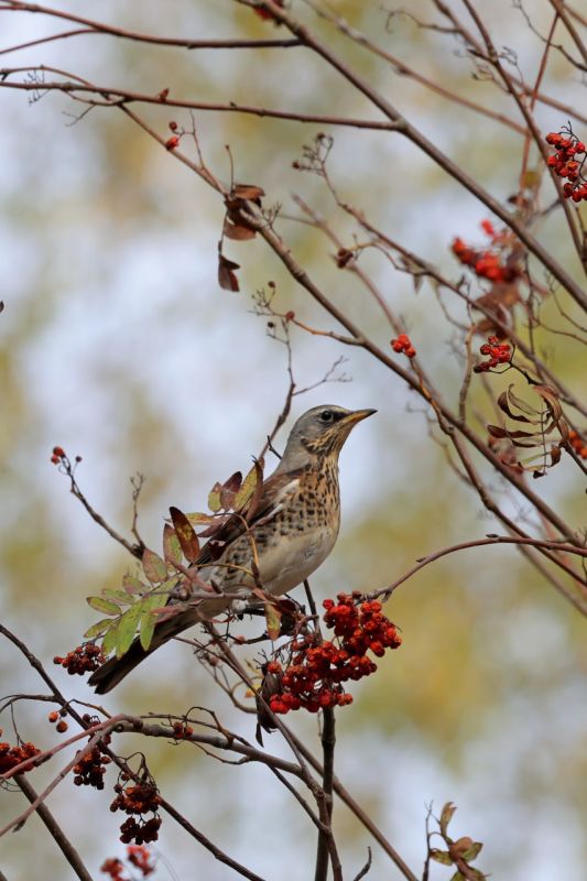 ОСЕННИЕ ПОРТРЕТЫ: Дрозд-рябинник