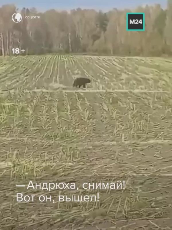 Медведи перестали бояться людей?