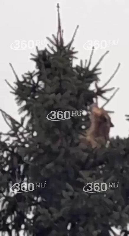 Двойная эвакуация: в Пензенской области спасатели сняли с дерева собаку и кошку