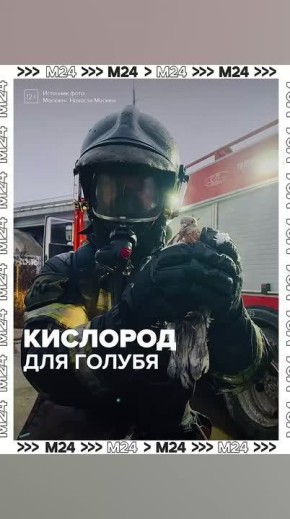 Кадры трогательного спасения из Подмосковья: голубя откачали с помощью крошечной кислородной маски — птицы надышались угарным газом во время пожара