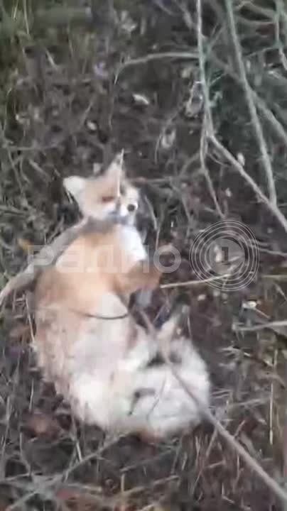 В Подмосковье спасли лису, застрявшую в капкане