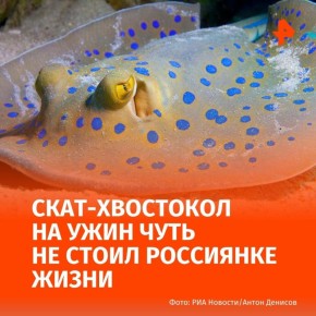 Сын привез своей матери ската-хвостокола, чтобы приготовить на ужин в качестве деликатеса