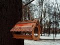 Наступает время холодов и птицы испытывают нехватку пищи