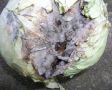 Секреты хранения капусты: как сохранить свежесть на весь winter