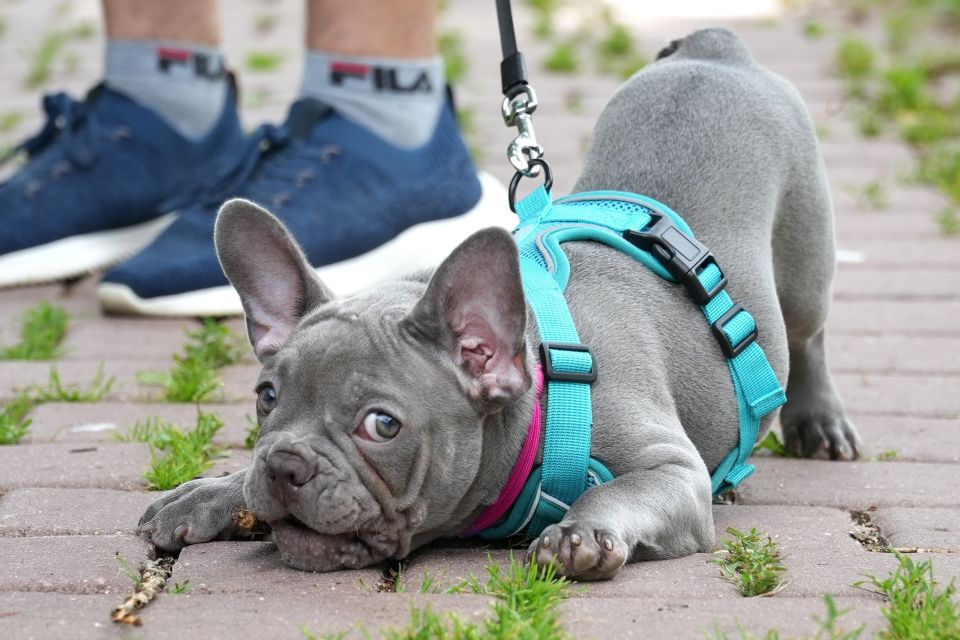Если вы отправляетесь в Городской парк на прогулку со своим четвероногим питомцем, то напоминаем вам, что в парке есть специально отведенная зона для выгула собак