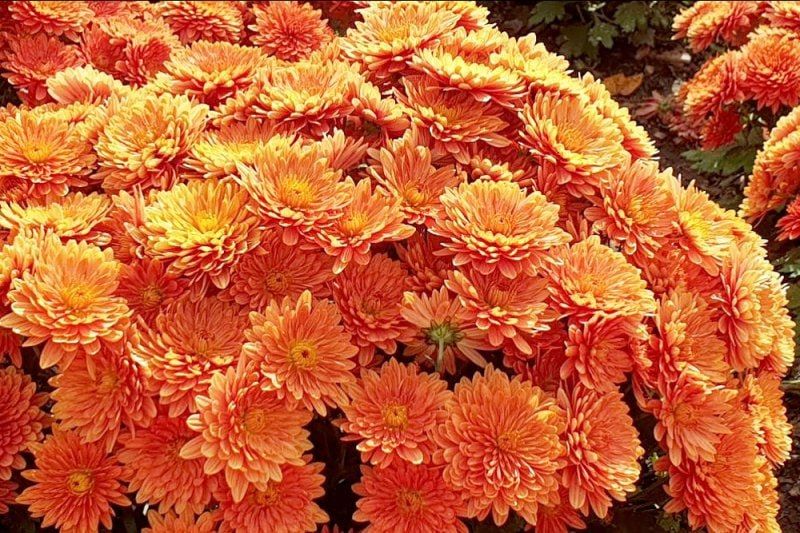 1 В Крыму открылась традиционная выставка хризантем