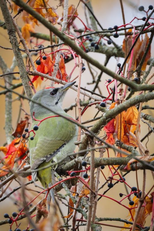ОСЕННИЕ ПОРТРЕТЫ. Седоголовый дятел лакомится виноградом
