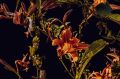 Мир в деталях. Домодедовский фотограф Филипп Антонюк делится серией макроснимков, в которых привычные вещи раскрываются по-новому