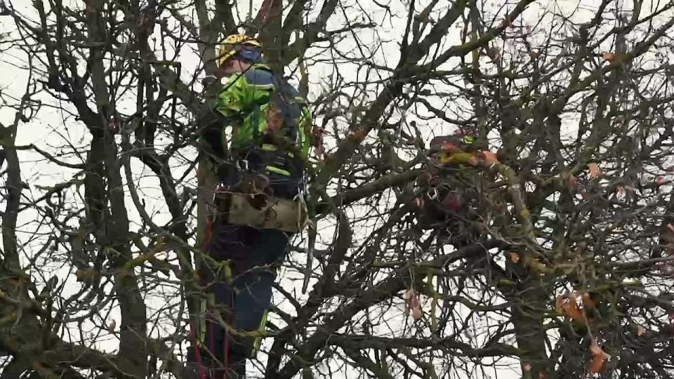 Арбористы из компании Popilka.ru приступили ко второму этапу работ по озеленению в центральной части Сергиев Посада